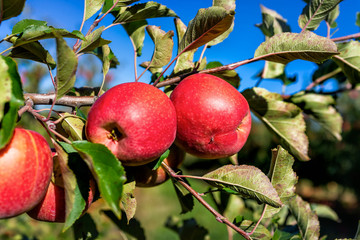 Wall Mural - Apple orchard tree branch two red fruit in cluster closeup in garden autumn fall farm countryside in Virginia with leaves and sky background