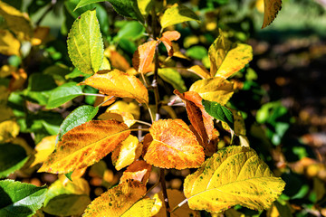 Wall Mural - Apple orchard tree branch closeup in garden autumn fall and yellow fall foliage in farm countryside in Virginia with leaves
