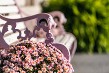 Pastel Pink Purple Colorful Flowerpot Flowers Potted Plant And Painted Bench Closeup On Sunny Day In Virginia