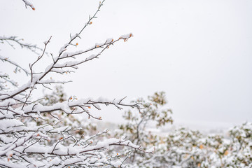Wall Mural - Aspen Colorado trees yellow leaves covered in winter autumn snow in rocky mountains isolated against cloudy sky
