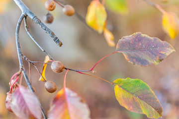 Wall Mural - Macro closeup of bright red decorative cherry tree yellow red vibrant green leaves on tree with bokeh background in Virginia autumn