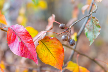 Wall Mural - Macro closeup of bright red vivid decorative cherry tree yellow red vibrant green leaves on tree with bokeh background in Virginia autumn