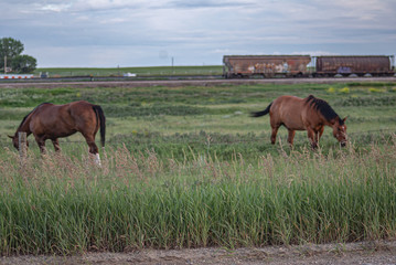 horse on pasture