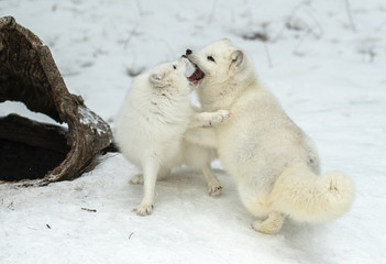 Sticker - Arctic Fox in winter snow