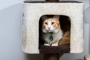 indoor cat portrait