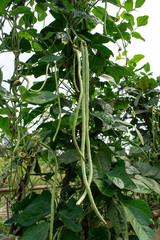 Wall Mural - Organic Yardlong Bean Farm , Sufficiency economy.