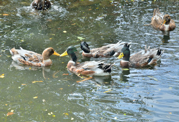 Canvas Print - Swimming ducks