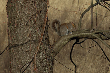 Squirrel in tree