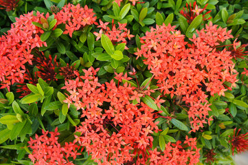 Ixora javanica or jungle geranium shrub with red flowers background