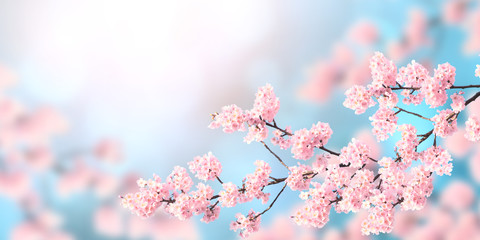 Aufkleber - Horizontal spring banner with sakura flowers