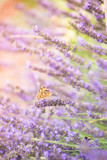Fototapeta Lawenda - Kwiaty lawendy ciepły letni poranek