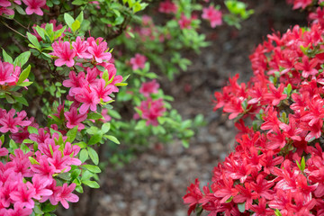 Wall Mural - Pink and red azalea flowers background with copy space　ツツジの花の背景／フレーム