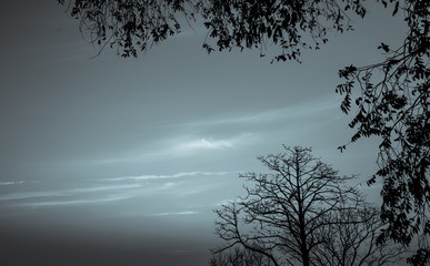 Wall Mural - Silhouette dead tree on dark dramatic sky and white clouds background for death and peace. Halloween day background. Despair and hopeless concept. Sad of nature. Death and sad emotion background.