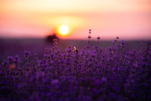 A Close Up Of Lavender Flowers With A Bee On Them At Sunset.