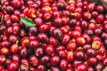 Close-up Fresh Arabica Coffee Bean, Red Cherry