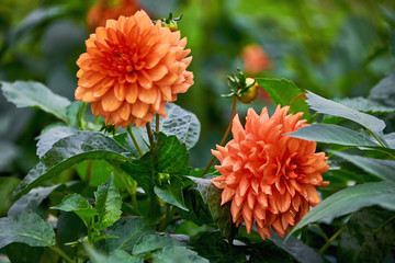 Beautiful red Dahlia flower in the garden close-up. Flower Dahlia macro photography.