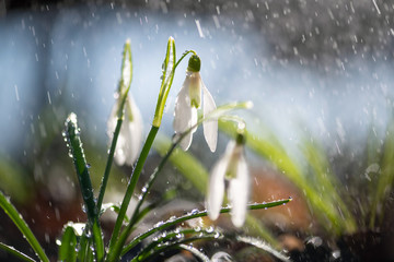 Sticker - Close first spring flowers snowdrops with rain