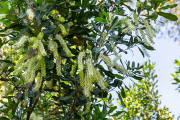 Wall Mural - White color of macadamia nut flowers blossom on macadamia tree at plantation