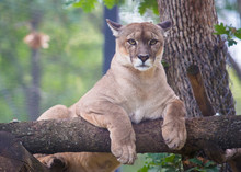 Cougar Animal Relax On Tree