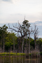 Asian openbill or Asian openbill stork on trees in the nature.