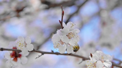 Wall Mural - Bee on apricot tree flower collect pollen in slow motion. Spring and bloosom nature scene.