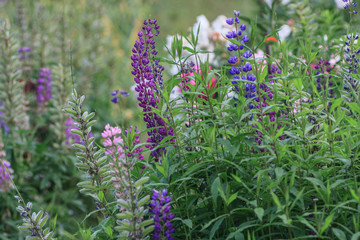 Wall Mural - Lupine