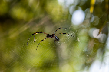 spider in the web