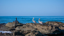 Pelicans Resting On A Rocky Beach