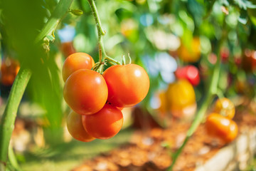 Fresh red ripe tomatoes hanging on the vine plant growing in organic garden