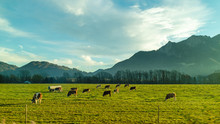 Landscape With Cows On A Green Pasture In A Spring Day.