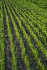 Wall Mural - Sown farm field with wheat and cereal. Rising sprouts of barley and oats. A boundless garden with bread for food. Industrial stock theme