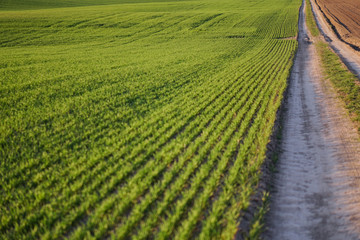 Wall Mural - Sown farm field with wheat and cereal. Rising sprouts of barley and oats. A boundless garden with bread for food. Industrial stock theme