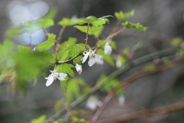 Poster - Rubus palmatus flowers / Rubus palmatus is a deciduous shrub of the family Rosaceae, with white flowers blooming downward in spring.