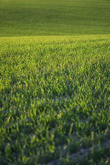 Wall Mural - Sown farm field with wheat and cereal. Rising sprouts of barley and oats. A boundless garden with bread for food. Industrial stock theme