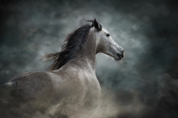 White horse portrait with long mane on dark background