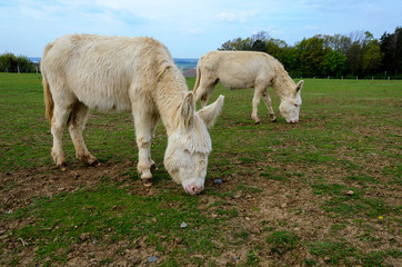 Two white donkeys