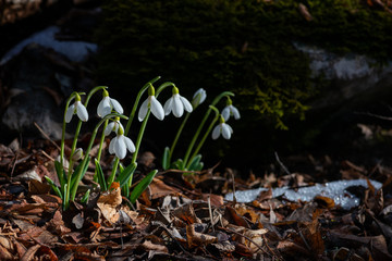 Group of snowdrops in the early spring forest