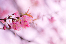 Beautiful Wild Himalayan Cherry Flower ( Prunus Cerasoides )