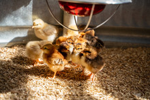 Baby Chicks In The Brooder