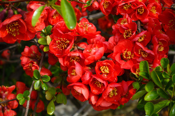 Wall Mural - Closeup of blossom of Japanese quince or Chaenomeles japonica tree