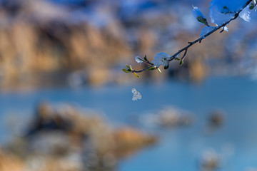 Wall Mural - Close up of a plant with fresh snow on its limbs and a blurred background.