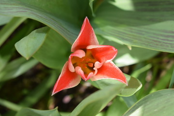 Canvas Print - blühende wilde Tulpe