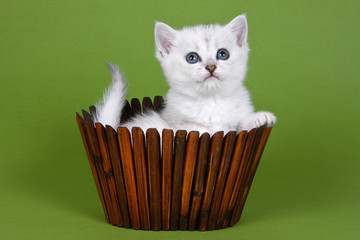 Wall Mural - White british kitten sitting in a basket on a green background