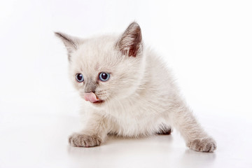 Wall Mural - White fluffy kitten of a British cat meows and licks (isolated on white)