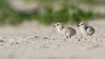 Wall Mural - two black skimmer nestlings on the beach.