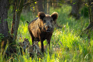 Wall Mural - cute wild boar, sus scrofa, family with adult mother and tiny striped piglets approaching in spring 