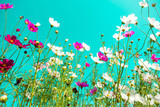 Fototapeta Kwiaty - beautiful cosmos flowers are blooming in vintage tones with bright sky background.