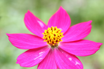 Wall Mural - macro shot of a beautiful and vibrant pink cosmos flower. pink cosmos flower on a green background. 