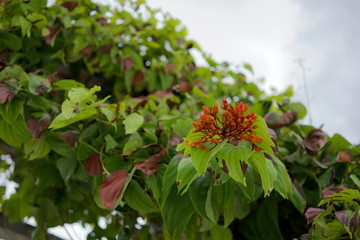 Bouquet of bauhinia sirindhorniae in the garden with cloud and sky as background with copy space. Orange flower and pollen with green and crimson leaves.