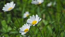 Zoom Photo Of Beautiful Daisies With Bokeh Effect Blurred Background As Seen In The Park At Spring 